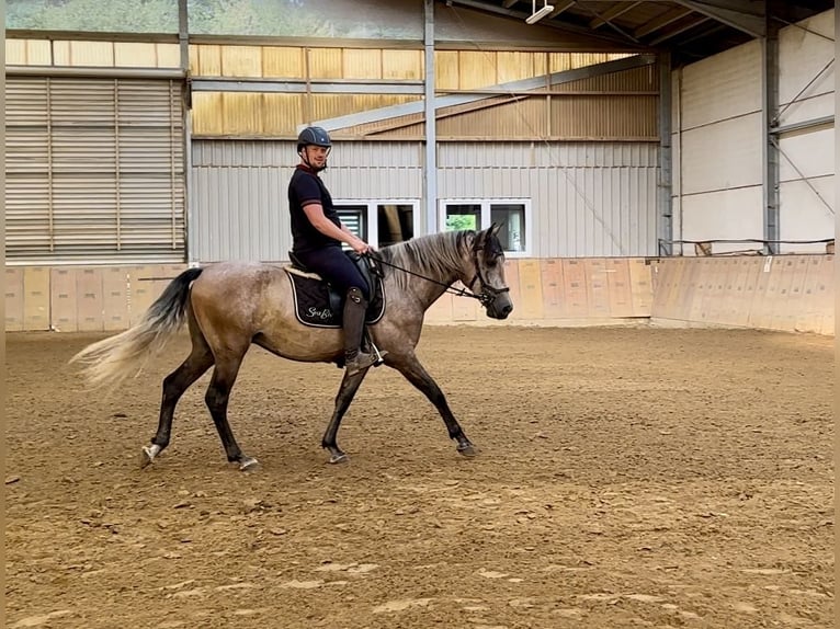 Andaluso Castrone 3 Anni 163 cm Grigio in Neustadt (Wied)