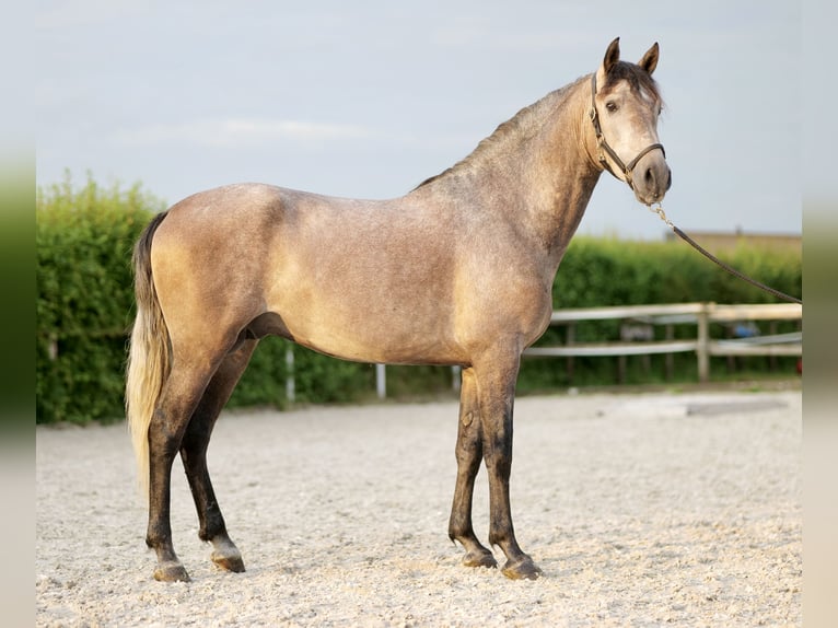 Andaluso Castrone 3 Anni 163 cm Grigio in Neustadt (Wied)