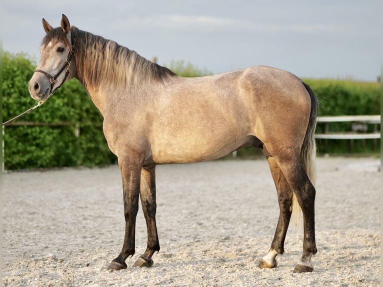 Andaluso Castrone 3 Anni 163 cm Grigio in Neustadt (Wied)