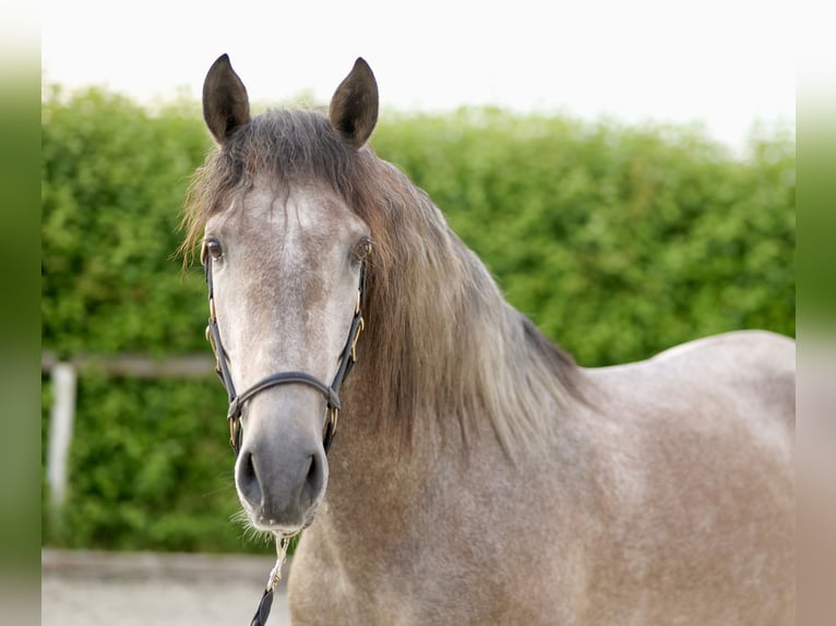 Andaluso Castrone 3 Anni 163 cm Grigio in Neustadt (Wied)