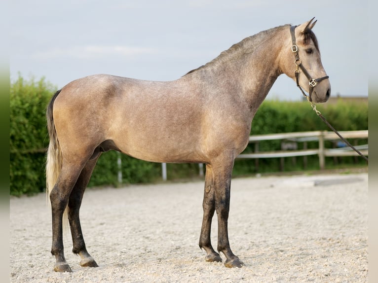 Andaluso Castrone 3 Anni 163 cm Grigio in Neustadt (Wied)