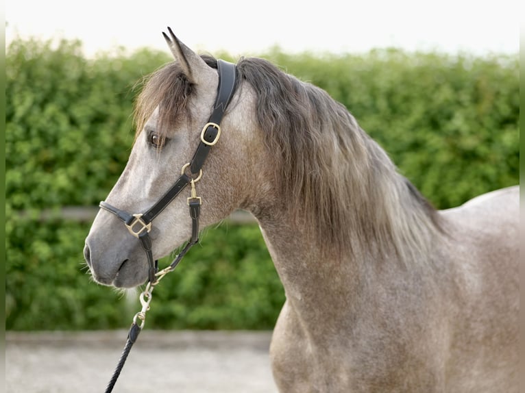 Andaluso Castrone 3 Anni 163 cm Grigio in Neustadt (Wied)