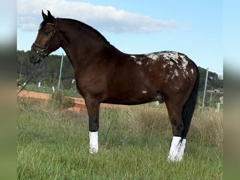 Andaluso Castrone 3 Anni 164 cm Baio in Lochen am See