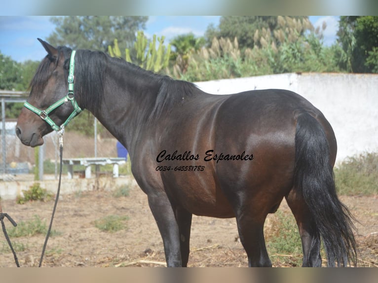 Andaluso Castrone 3 Anni in Vejer de la Frontera