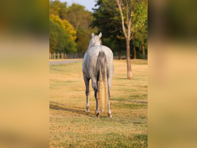 Andaluso Castrone 3 Anni Grigio in Terrell