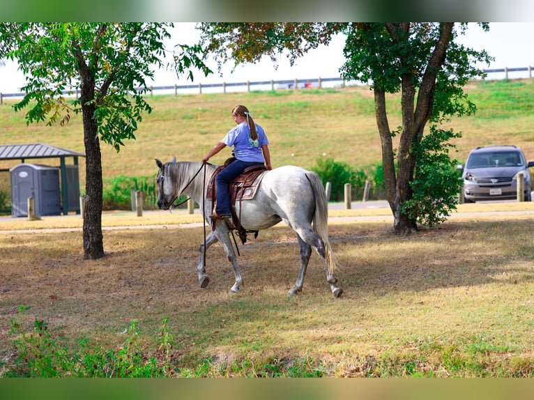 Andaluso Castrone 3 Anni Grigio in Terrell