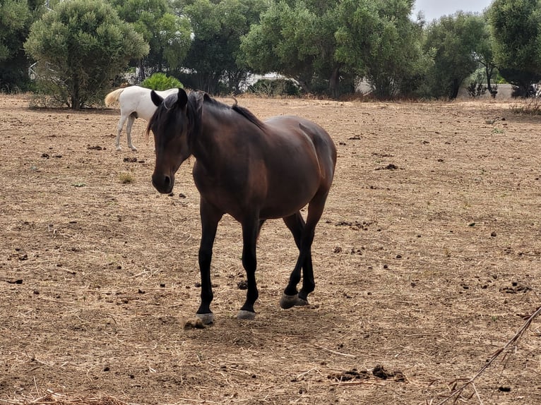 Andaluso Castrone 3 Anni in Vejer de la Frontera