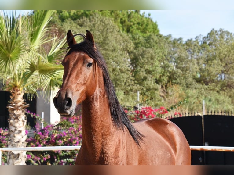 Andaluso Castrone 4 Anni 150 cm Baio in Provinz Malaga