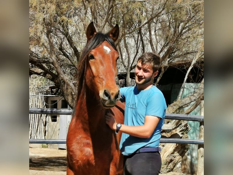 Andaluso Castrone 4 Anni 150 cm Baio in Adra Almeria