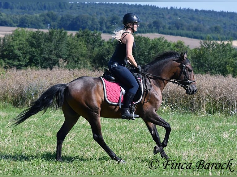 Andaluso Castrone 4 Anni 150 cm Baio in Wiebelsheim