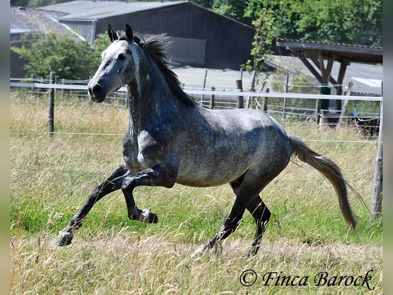 Andaluso Castrone 4 Anni 150 cm Grigio in Wiebelsheim