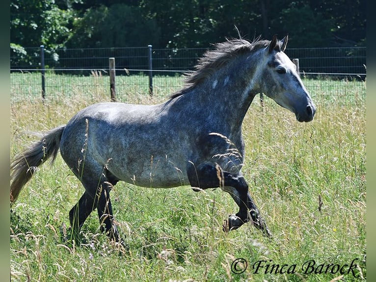 Andaluso Castrone 4 Anni 150 cm Grigio in Wiebelsheim