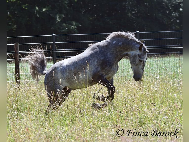 Andaluso Castrone 4 Anni 150 cm Grigio in Wiebelsheim