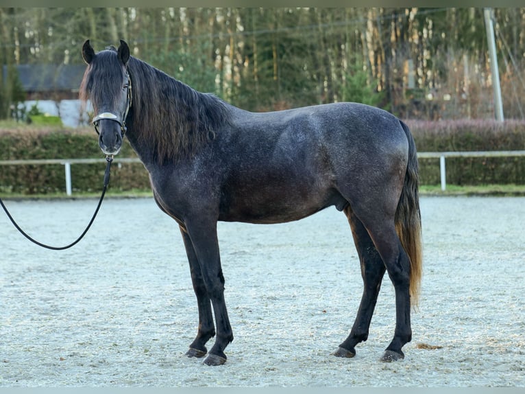 Andaluso Castrone 4 Anni 150 cm Grigio ferro in Neustadt (Wied)