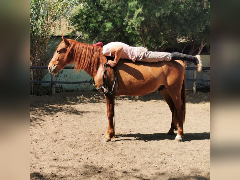 Andaluso Castrone 4 Anni 150 cm Sauro in Adra Almería