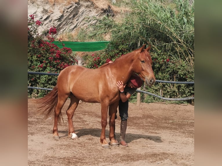 Andaluso Castrone 4 Anni 150 cm Sauro in Adra Almería