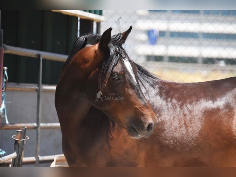Andaluso Castrone 4 Anni 151 cm Baio scuro in Provinz Granada