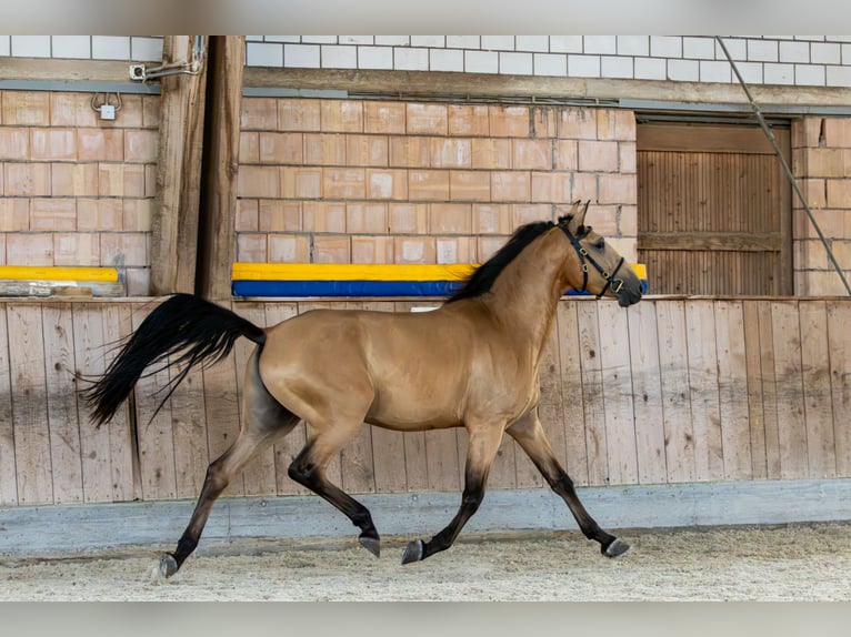 Andaluso Castrone 4 Anni 153 cm Falbo in Baar