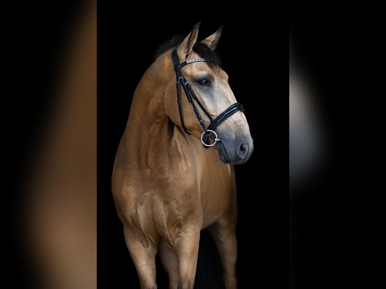 Andaluso Castrone 4 Anni 153 cm Falbo in Baar