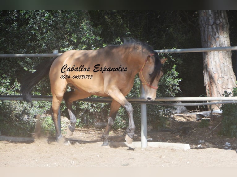 Andaluso Castrone 4 Anni 153 cm Falbo in Vejer de la Frontera