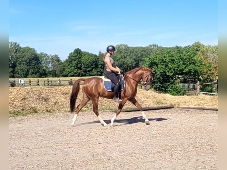Andaluso Mix Castrone 4 Anni 153 cm Sauro in Karlshuld