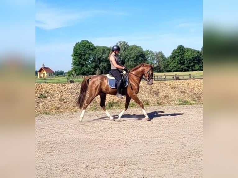 Andaluso Mix Castrone 4 Anni 153 cm Sauro in Karlshuld