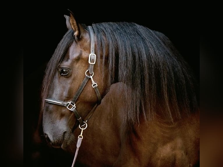 Andaluso Mix Castrone 4 Anni 154 cm Morello in Traventhal