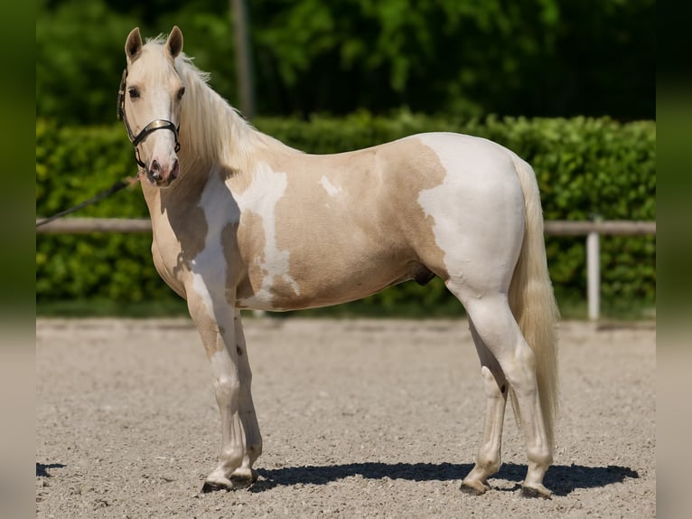 Andaluso Castrone 4 Anni 154 cm Pezzato in Neustadt (Wied)