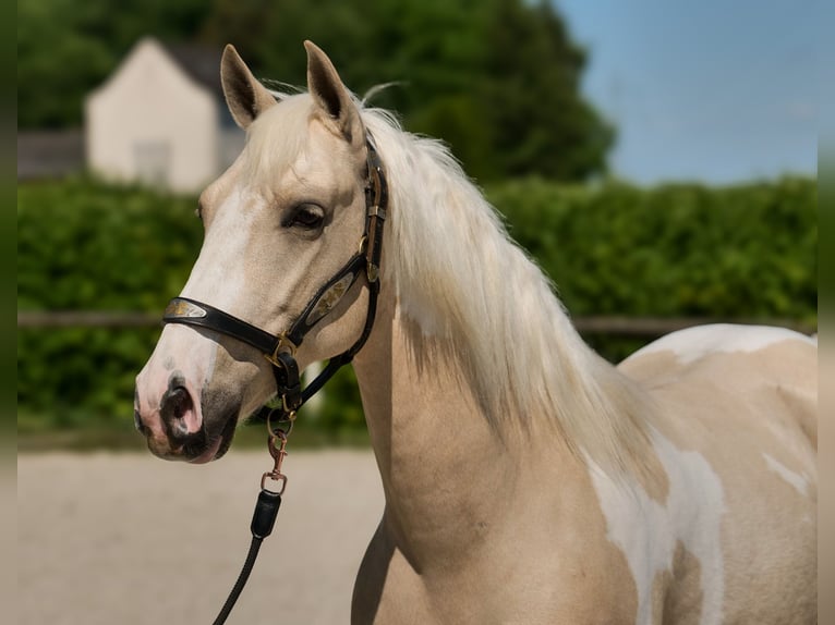 Andaluso Castrone 4 Anni 154 cm Pezzato in Neustadt (Wied)