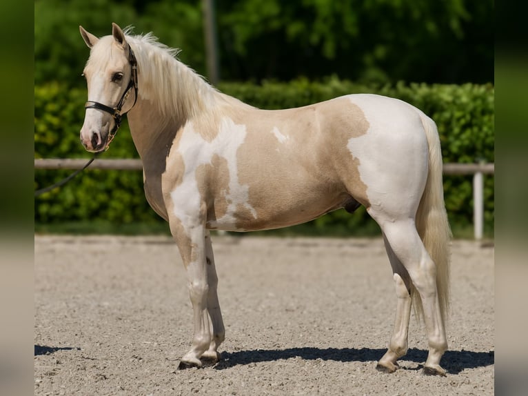 Andaluso Castrone 4 Anni 154 cm Pezzato in Neustadt (Wied)