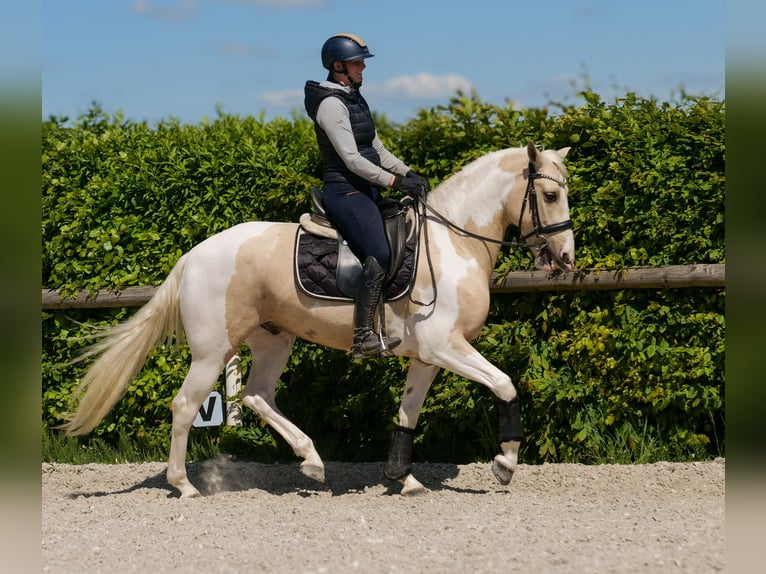 Andaluso Castrone 4 Anni 154 cm Pezzato in Neustadt (Wied)