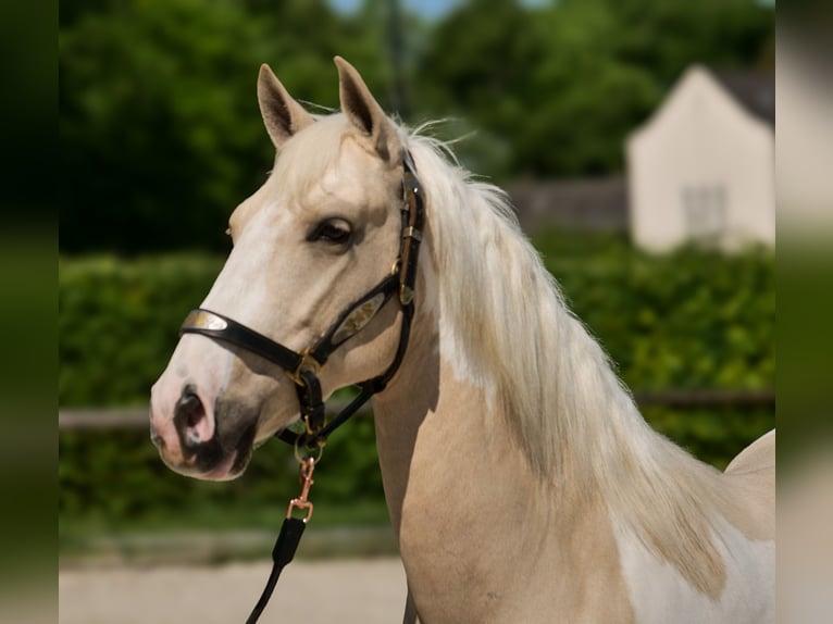 Andaluso Castrone 4 Anni 154 cm Pezzato in Neustadt (Wied)
