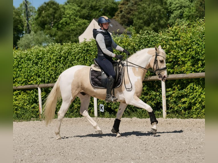 Andaluso Castrone 4 Anni 154 cm Pezzato in Neustadt (Wied)