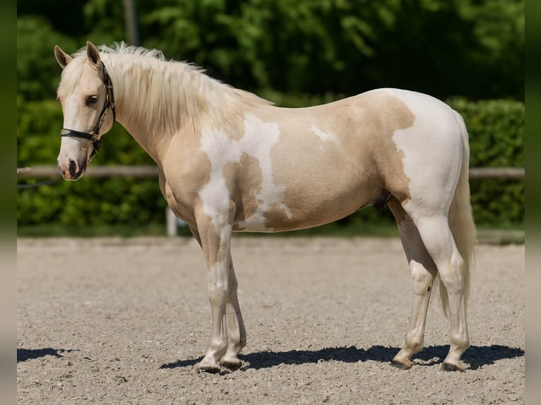 Andaluso Castrone 4 Anni 154 cm Pezzato in Neustadt (Wied)
