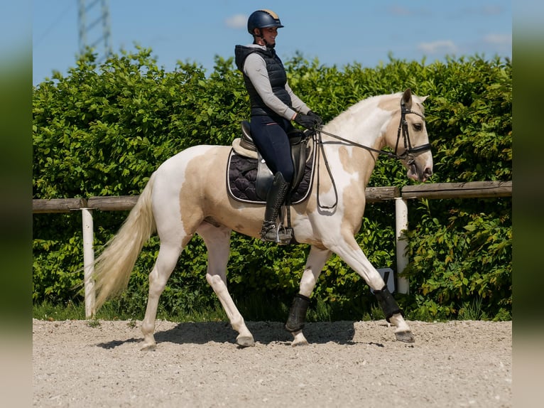 Andaluso Castrone 4 Anni 154 cm Pezzato in Neustadt (Wied)