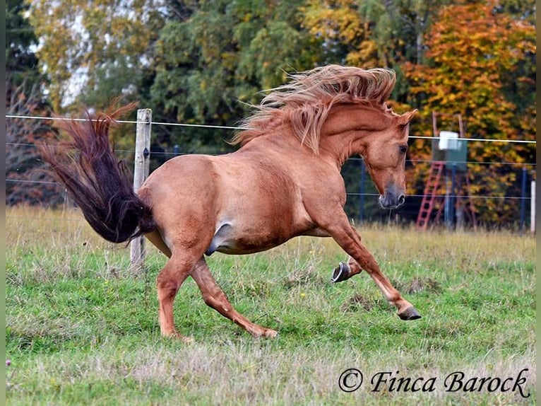 Andaluso Castrone 4 Anni 154 cm Sauro in Wiebelsheim