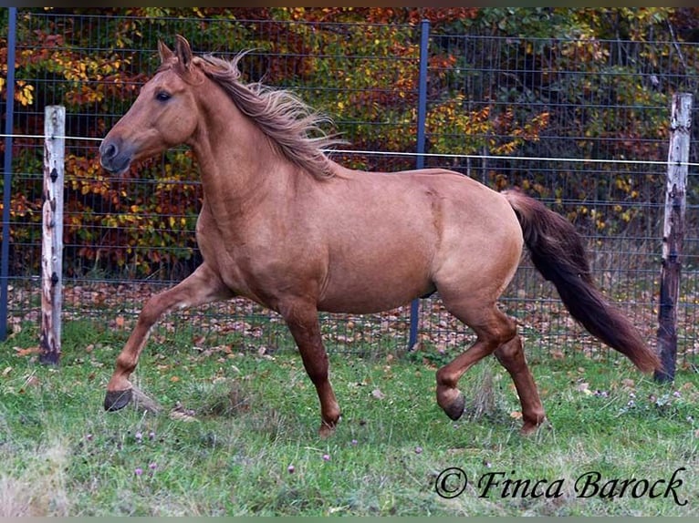 Andaluso Castrone 4 Anni 154 cm Sauro in Wiebelsheim