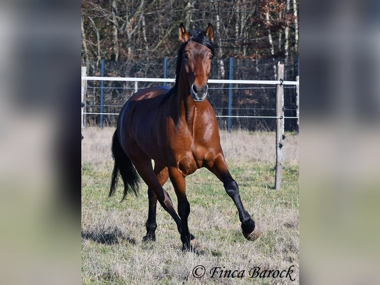 Andaluso Castrone 4 Anni 155 cm Baio in Wiebelsheim