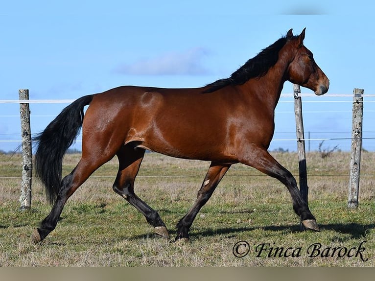 Andaluso Castrone 4 Anni 155 cm Baio in Wiebelsheim