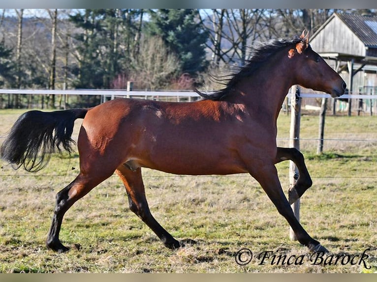 Andaluso Castrone 4 Anni 155 cm Baio in Wiebelsheim