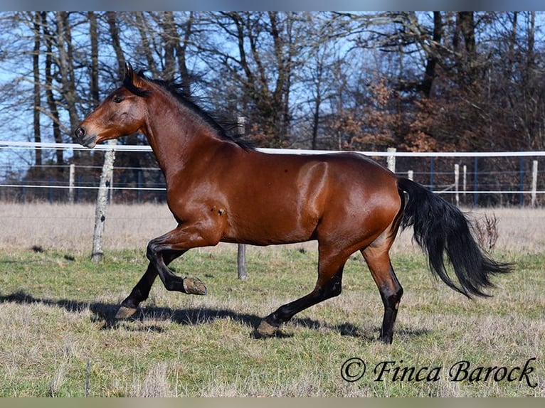 Andaluso Castrone 4 Anni 155 cm Baio in Wiebelsheim