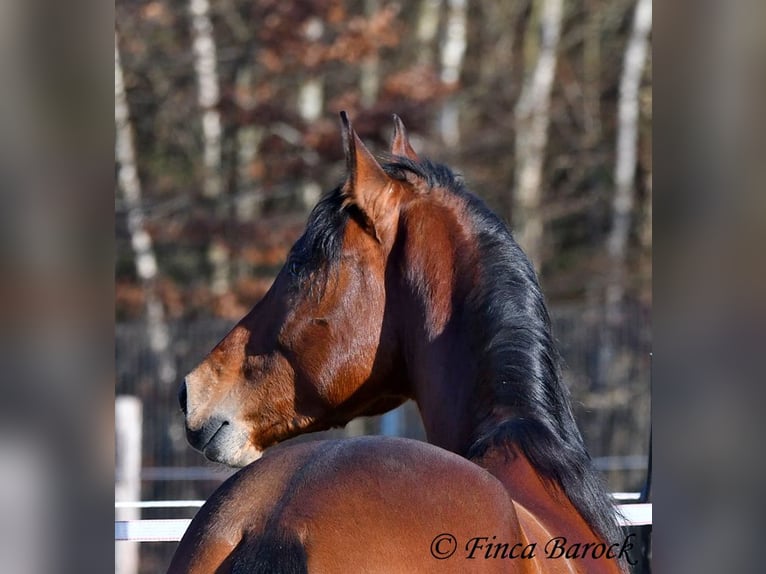 Andaluso Castrone 4 Anni 155 cm Baio in Wiebelsheim