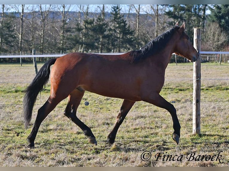 Andaluso Castrone 4 Anni 155 cm Baio in Wiebelsheim
