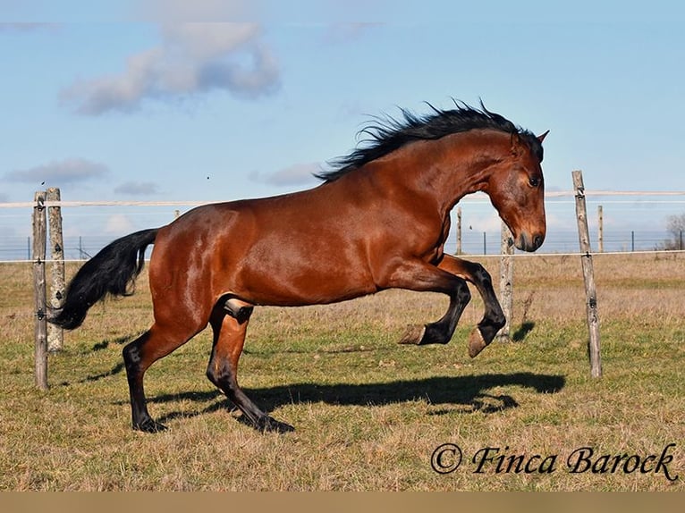 Andaluso Castrone 4 Anni 155 cm Baio in Wiebelsheim