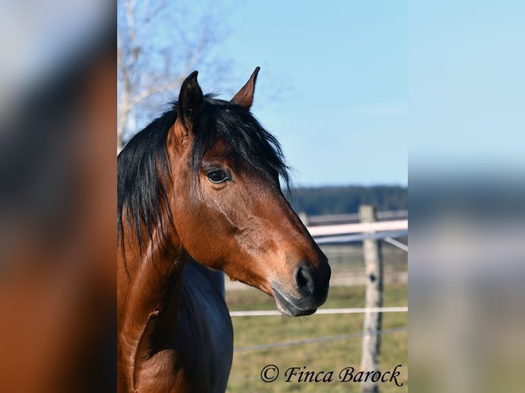 Andaluso Castrone 4 Anni 155 cm Baio in Wiebelsheim