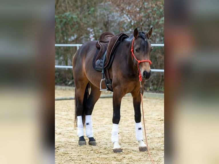 Andaluso Castrone 4 Anni 155 cm Falbo in Wülfrath
