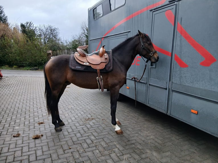Andaluso Castrone 4 Anni 155 cm Falbo in Wülfrath