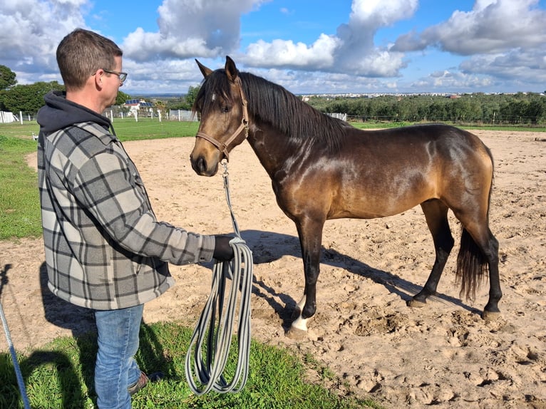 Andaluso Castrone 4 Anni 155 cm Falbo in Wülfrath