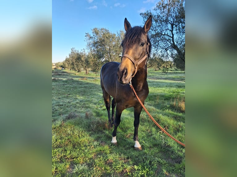 Andaluso Castrone 4 Anni 155 cm Falbo in Wülfrath