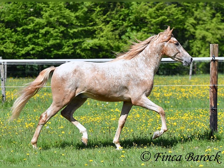 Andaluso Castrone 4 Anni 155 cm Leopard in Wiebelsheim